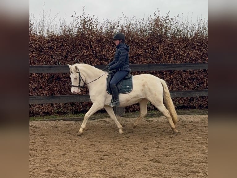 Meer ponys/kleine paarden Merrie 5 Jaar 152 cm Cremello in Daleiden