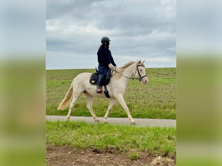 Meer ponys/kleine paarden Merrie 5 Jaar 152 cm Cremello in Daleiden