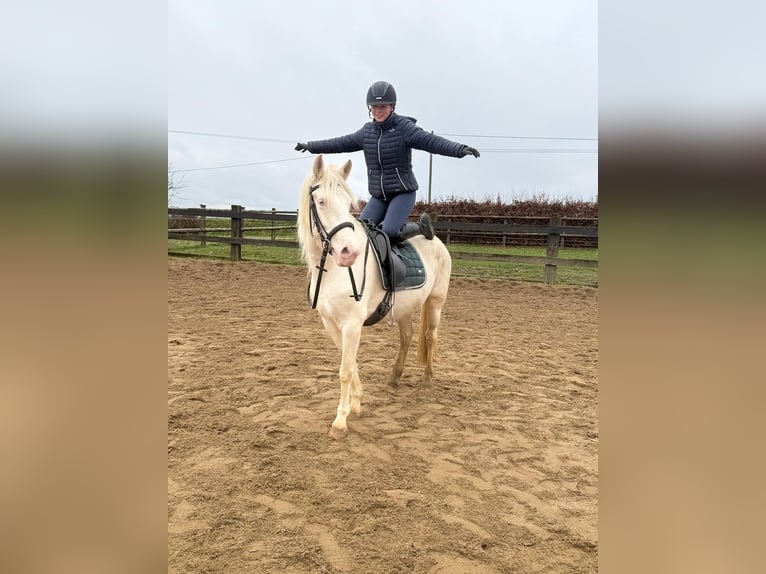 Meer ponys/kleine paarden Merrie 5 Jaar 152 cm Cremello in Daleiden