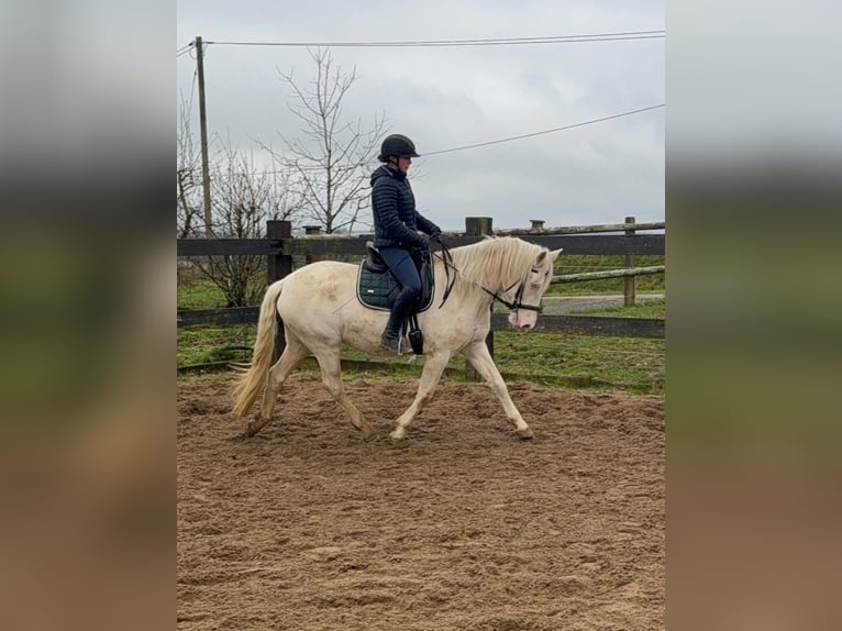 Meer ponys/kleine paarden Merrie 5 Jaar 152 cm Cremello in Daleiden