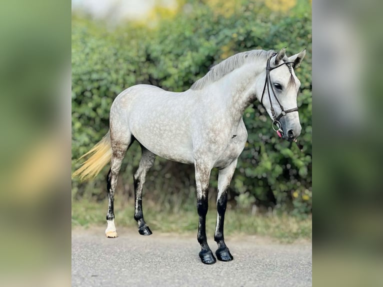 Meer ponys/kleine paarden Merrie 5 Jaar 152 cm Schimmel in Wien, Innere Stadt