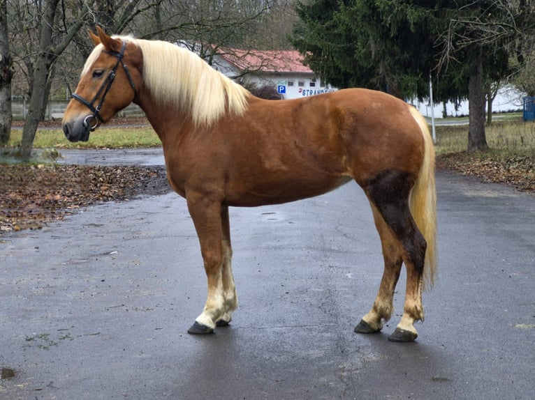 Meer ponys/kleine paarden Merrie 5 Jaar 152 cm Vos in Békéscsaba