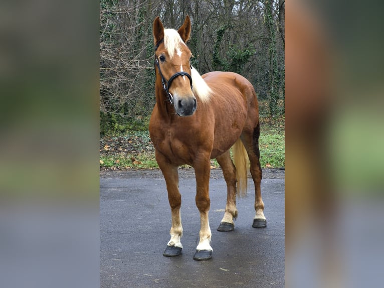 Meer ponys/kleine paarden Merrie 5 Jaar 152 cm Vos in Békéscsaba