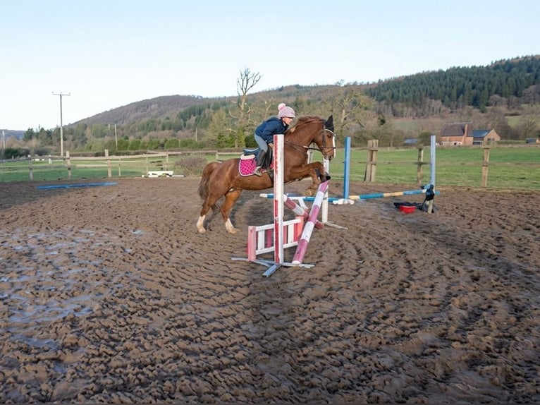 Meer ponys/kleine paarden Merrie 5 Jaar 153 cm Vos in Békéscsaba