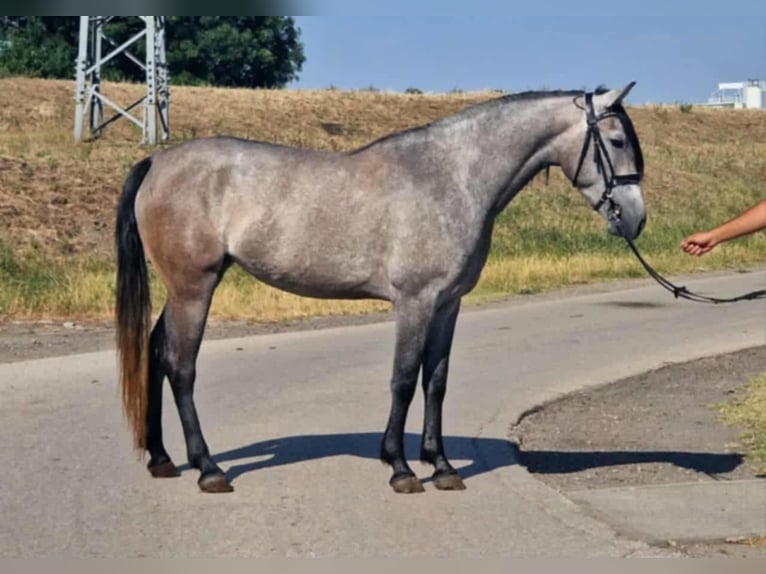 Meer ponys/kleine paarden Merrie 5 Jaar 155 cm Schimmel in Gyula