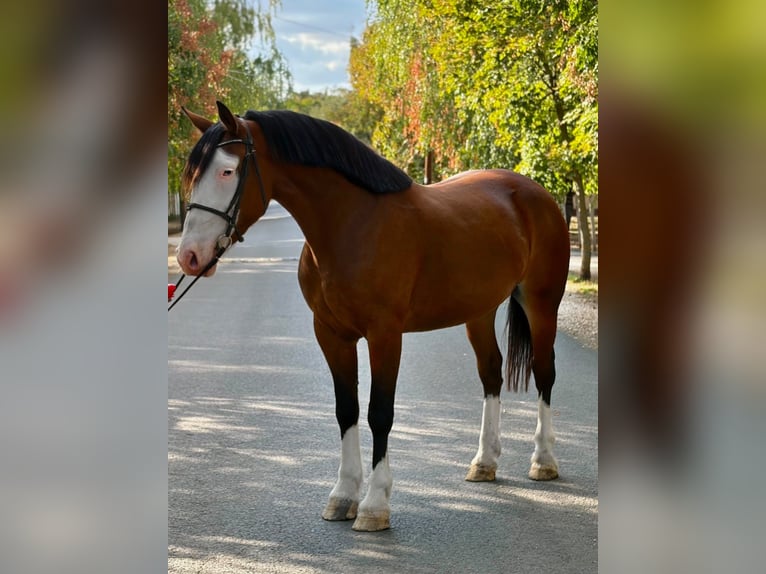 Meer ponys/kleine paarden Merrie 5 Jaar 157 cm Bruin in Békéscsaba