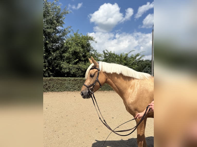 Meer ponys/kleine paarden Mix Merrie 5 Jaar 157 cm Palomino in Burgwedel