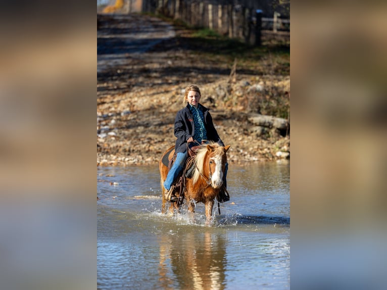 Meer ponys/kleine paarden Merrie 5 Jaar 99 cm Roodvos in Ewing