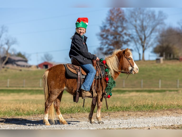 Meer ponys/kleine paarden Merrie 5 Jaar 99 cm Roodvos in Ewing