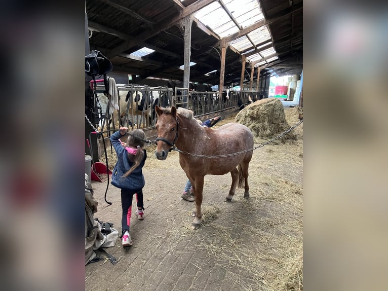 Meer ponys/kleine paarden Mix Merrie 6 Jaar 112 cm in Bunde