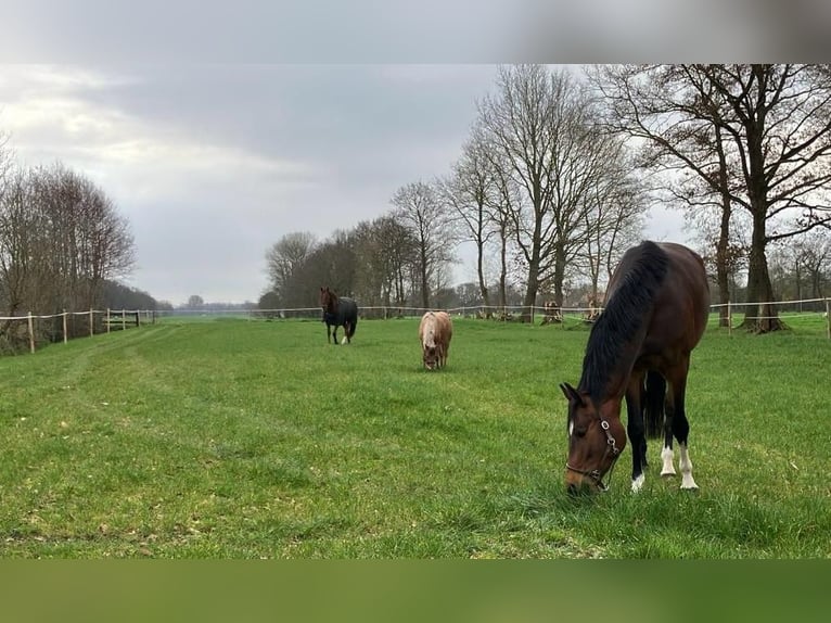 Meer ponys/kleine paarden Mix Merrie 6 Jaar 112 cm in Bunde