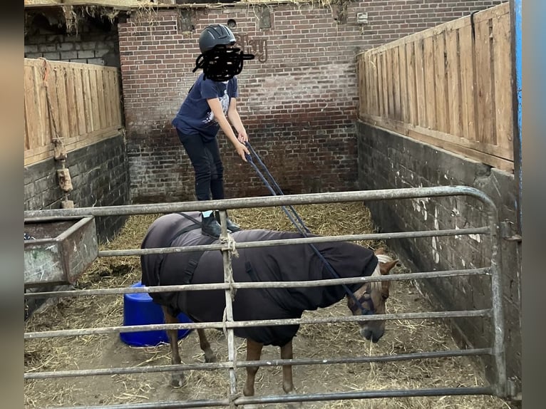 Meer ponys/kleine paarden Mix Merrie 6 Jaar 112 cm in Bunde