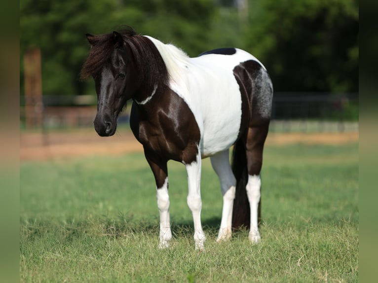 Meer ponys/kleine paarden Merrie 6 Jaar 112 cm in Weatherford, TX