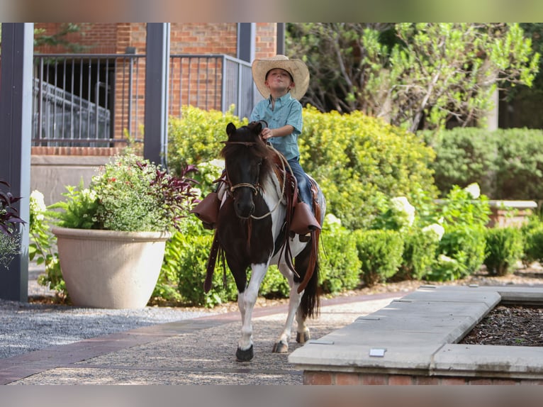 Meer ponys/kleine paarden Merrie 6 Jaar 112 cm in Weatherford, TX