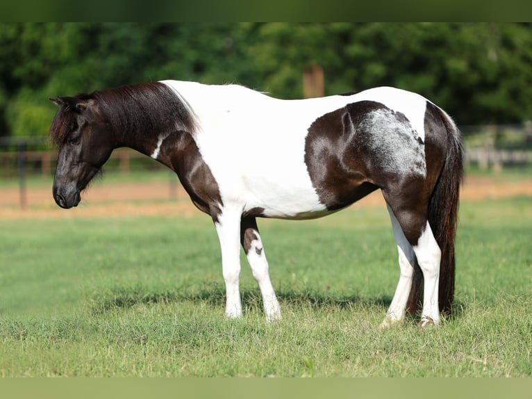 Meer ponys/kleine paarden Merrie 6 Jaar 112 cm in Weatherford, TX
