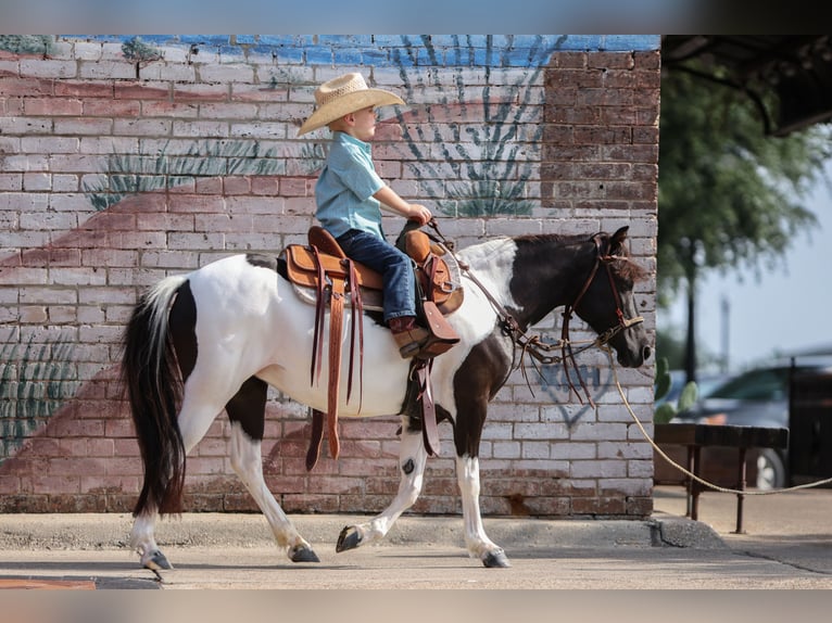 Meer ponys/kleine paarden Merrie 6 Jaar 112 cm in Weatherford, TX