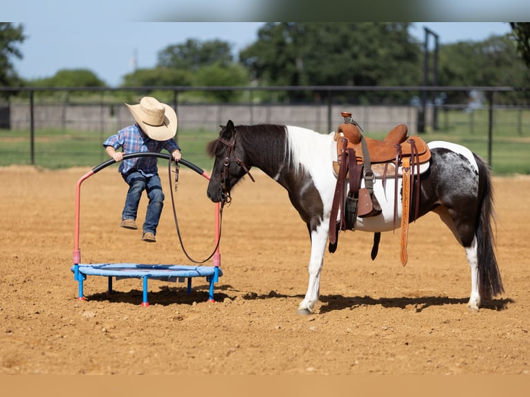 Meer ponys/kleine paarden Merrie 6 Jaar 112 cm in Weatherford, TX