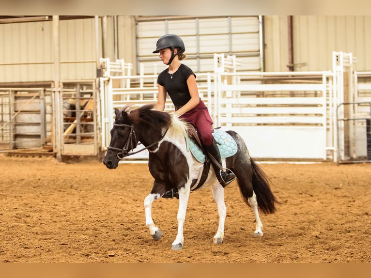Meer ponys/kleine paarden Merrie 6 Jaar 112 cm in Weatherford, TX