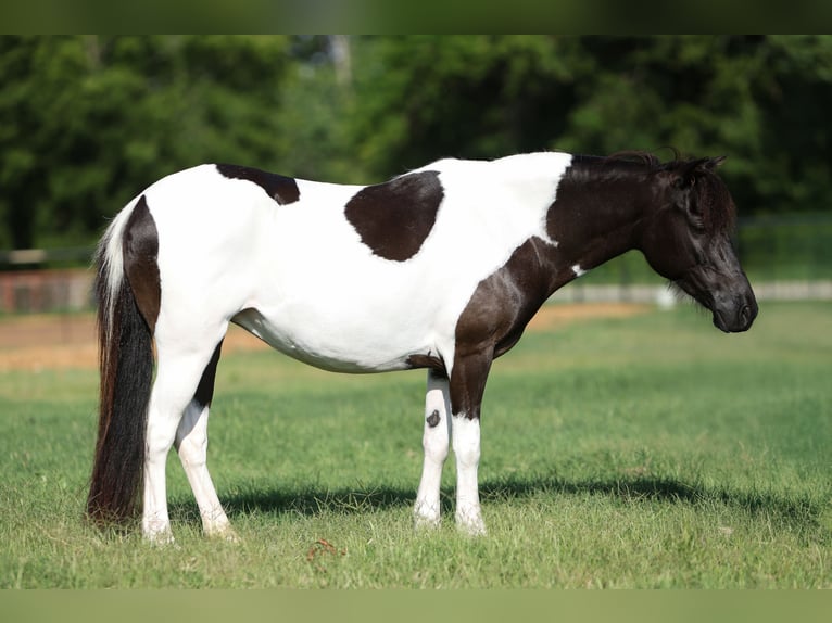 Meer ponys/kleine paarden Merrie 6 Jaar 112 cm in Weatherford, TX