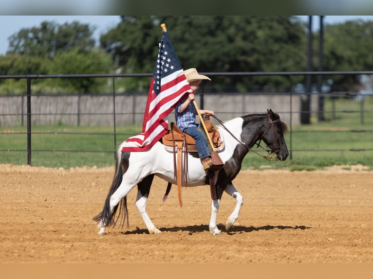 Meer ponys/kleine paarden Merrie 6 Jaar 112 cm in Weatherford, TX