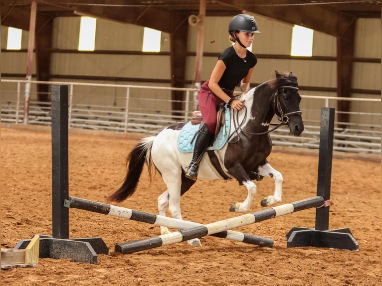 Meer ponys/kleine paarden Merrie 6 Jaar 112 cm in Weatherford, TX
