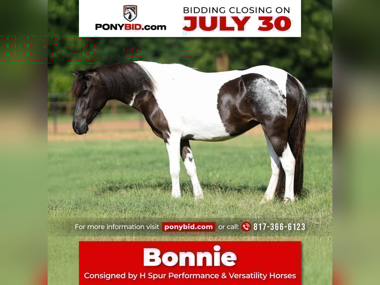 Meer ponys/kleine paarden Merrie 6 Jaar 112 cm in Weatherford, TX