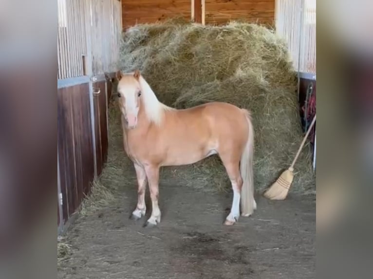 Meer ponys/kleine paarden Merrie 6 Jaar 115 cm Palomino in Rechnitz