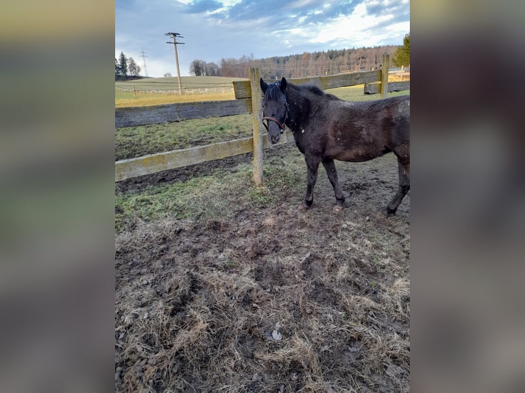 Meer ponys/kleine paarden Mix Merrie 6 Jaar 126 cm in Bad Saulgau