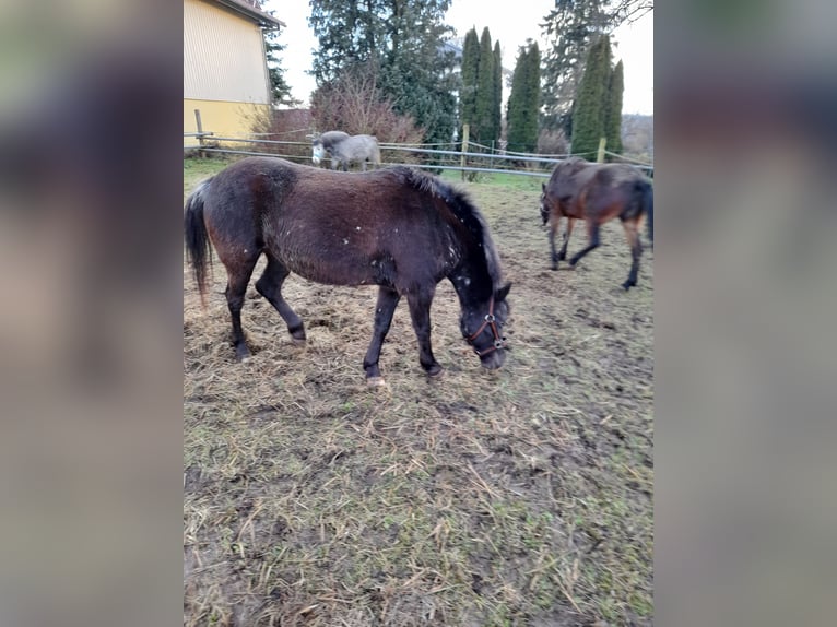 Meer ponys/kleine paarden Mix Merrie 6 Jaar 126 cm in Bad Saulgau