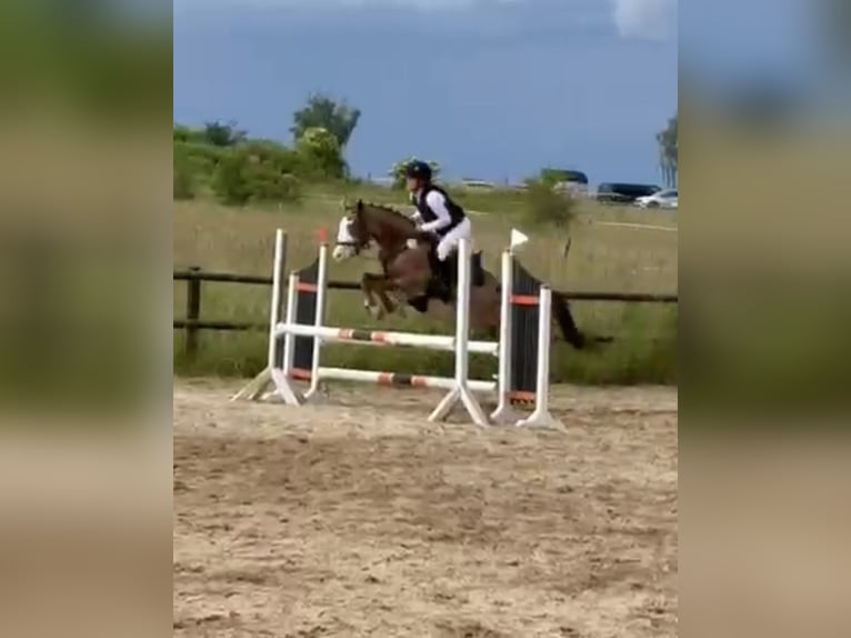 Meer ponys/kleine paarden Merrie 6 Jaar 141 cm Roan-Red in Wolfsburg