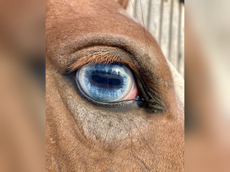 Meer ponys/kleine paarden Merrie 6 Jaar 141 cm Roan-Red in Wolfsburg