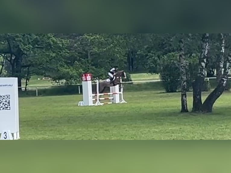 Meer ponys/kleine paarden Merrie 6 Jaar 141 cm Roan-Red in Wolfsburg