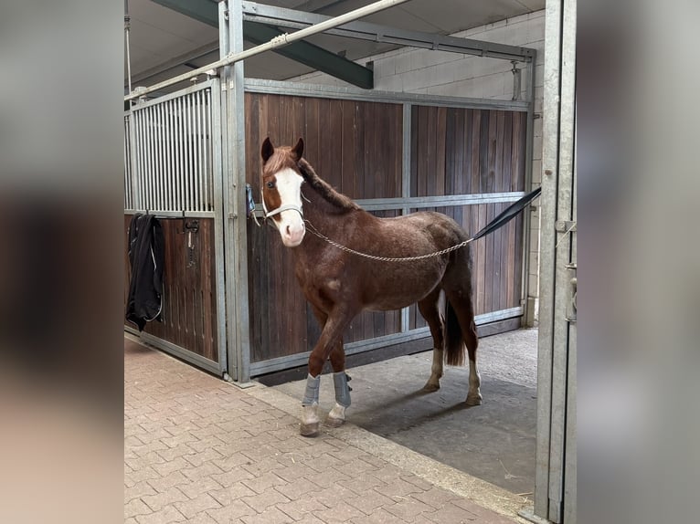 Meer ponys/kleine paarden Merrie 6 Jaar 141 cm Roan-Red in Wolfsburg