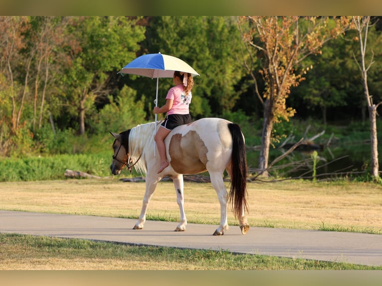 Meer ponys/kleine paarden Merrie 6 Jaar 142 cm Gevlekt-paard in Terrell