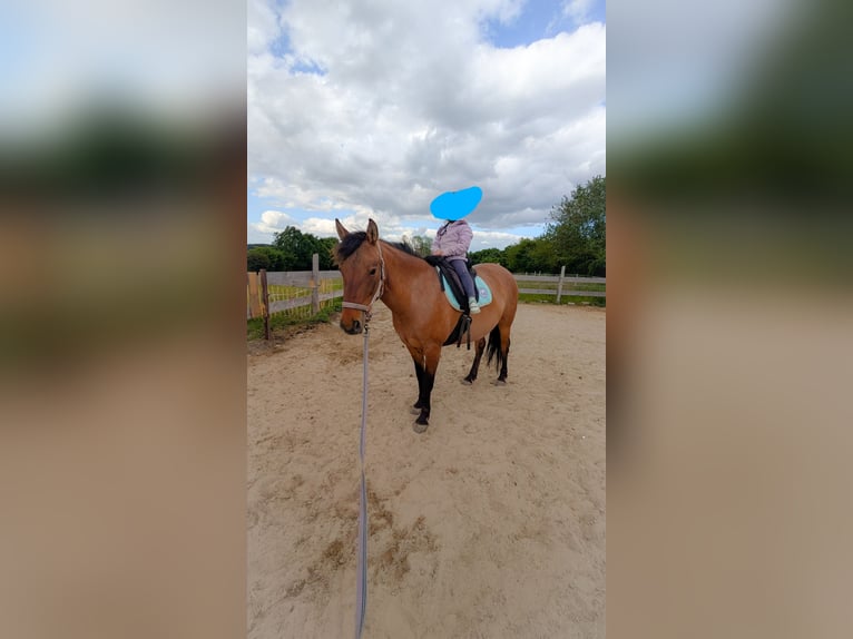 Meer ponys/kleine paarden Mix Merrie 6 Jaar 143 cm Lichtbruin in Arnsberg
