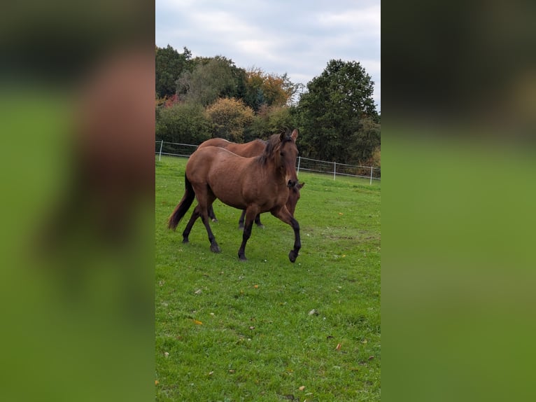 Meer ponys/kleine paarden Mix Merrie 6 Jaar 143 cm Lichtbruin in Arnsberg