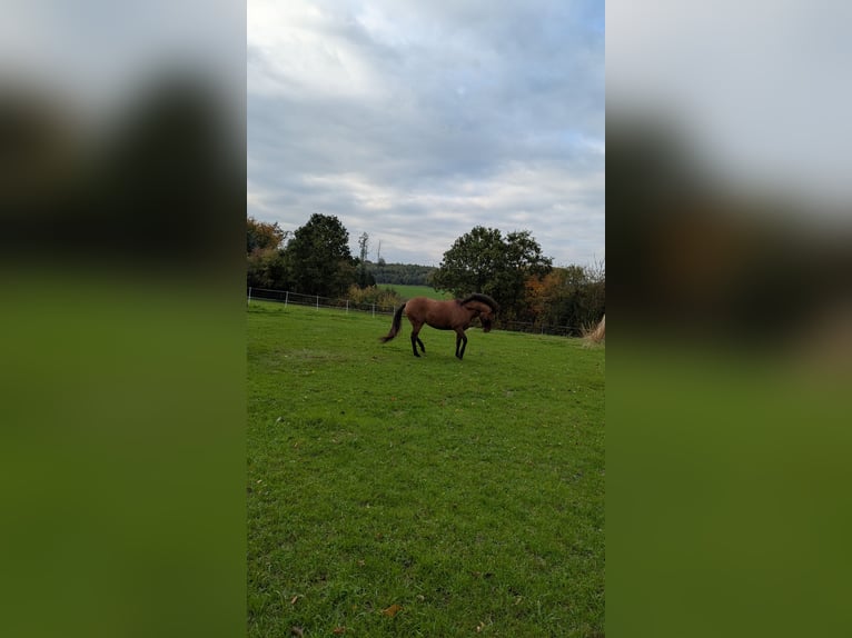 Meer ponys/kleine paarden Mix Merrie 6 Jaar 143 cm Lichtbruin in Arnsberg