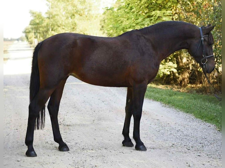 Meer ponys/kleine paarden Merrie 6 Jaar 144 cm Donkerbruin in Hódmezővásárhely Meer ponys/kleine paarden Merrie 6 Jaar 144 cm Donkerbruin in Hódmezővásárhely