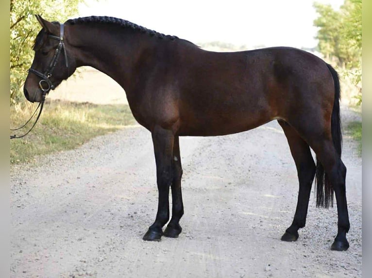 Meer ponys/kleine paarden Merrie 6 Jaar 145 cm Bruin in Hódmezővásárhely Meer ponys/kleine paarden Merrie 6 Jaar 145 cm Bruin in Hódmezővásárhely