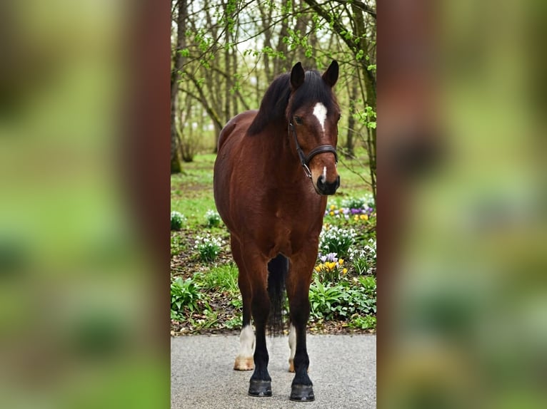 Meer ponys/kleine paarden Merrie 6 Jaar 145 cm Bruin in Békésszentandrás