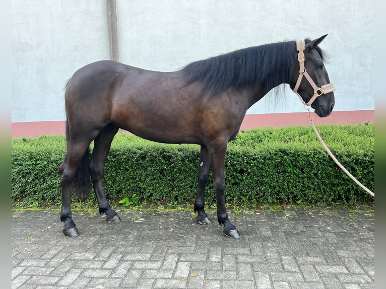 Meer ponys/kleine paarden Merrie 6 Jaar 145 cm Zwart in Niederkassel