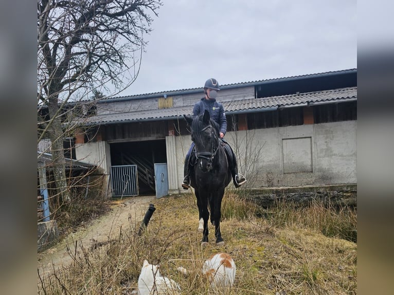 Meer ponys/kleine paarden Merrie 6 Jaar 145 cm Zwart in Sipbachzell