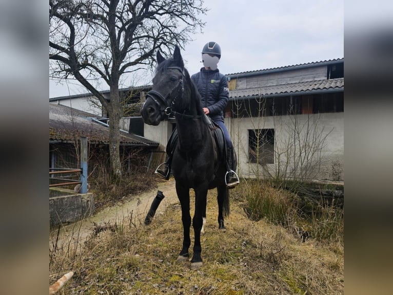 Meer ponys/kleine paarden Merrie 6 Jaar 145 cm Zwart in Sipbachzell