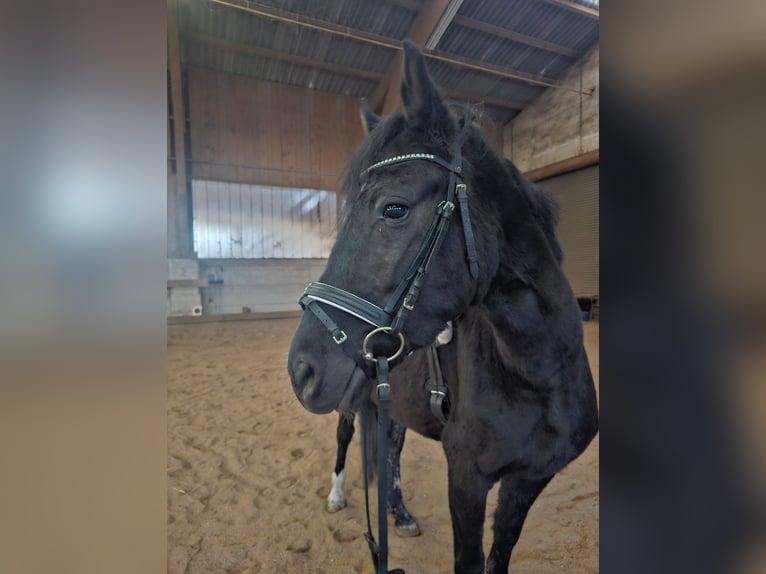 Meer ponys/kleine paarden Merrie 6 Jaar 145 cm Zwart in Sipbachzell