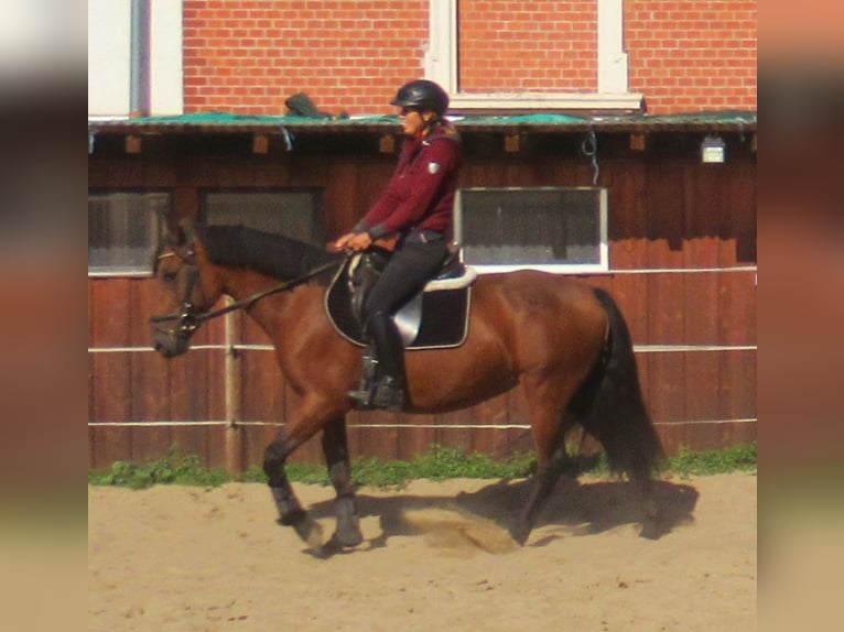 Meer ponys/kleine paarden Merrie 6 Jaar 146 cm Bruin in Velpke