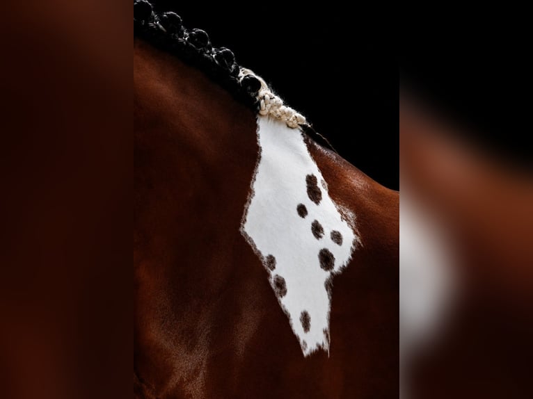 Meer ponys/kleine paarden Merrie 6 Jaar 146 cm Gevlekt-paard in Nettersheim