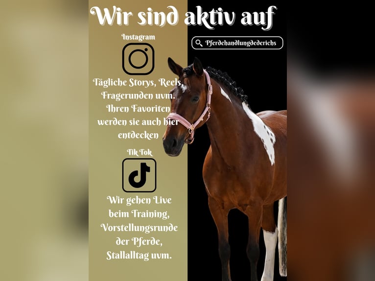 Meer ponys/kleine paarden Merrie 6 Jaar 146 cm Gevlekt-paard in Nettersheim