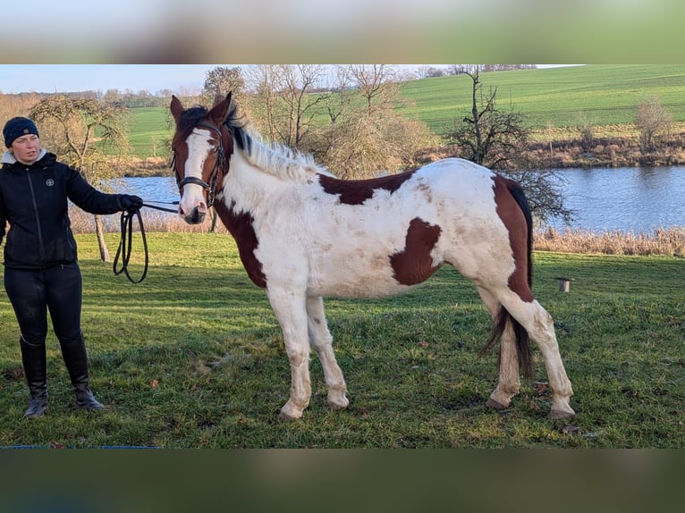 Meer ponys/kleine paarden Merrie 6 Jaar 146 cm Gevlekt-paard in Neu Gaarz