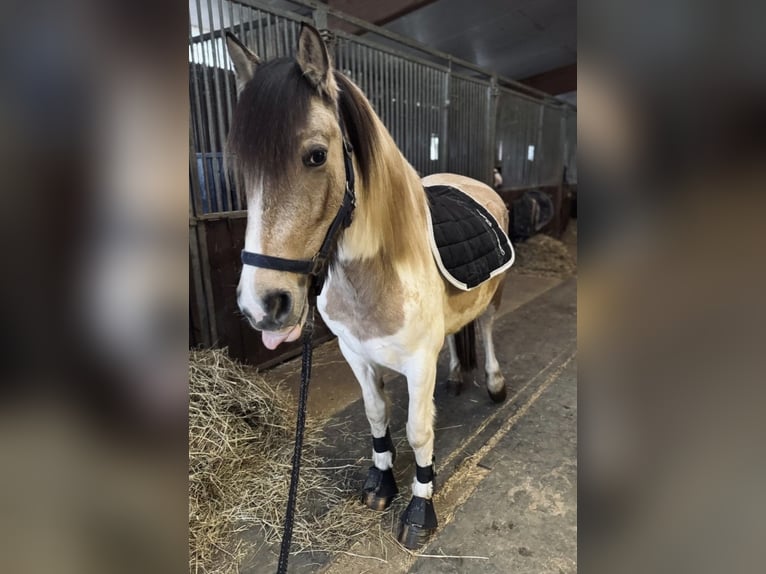 Meer ponys/kleine paarden Merrie 6 Jaar 147 cm Gevlekt-paard in Neuss
