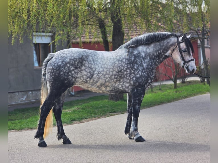 Meer ponys/kleine paarden Merrie 6 Jaar 150 cm Appelschimmel in Békéscsaba